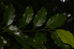 Cryptocarya bidwillii