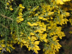 Ulex baeticus