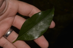 Cryptocarya bidwillii