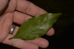 Cryptocarya bidwillii