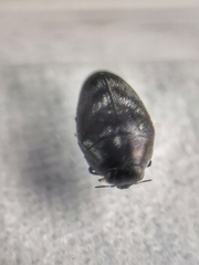 Paratrachys