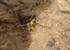 Sceliphron fistularium