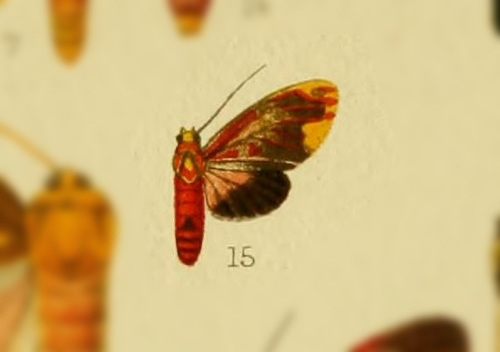 Scaptius chrysopera