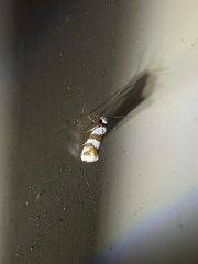 Prepocosma schalidota