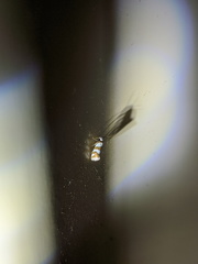 Prepocosma schalidota