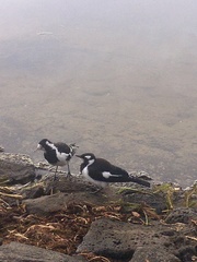 Grallina cyanoleuca