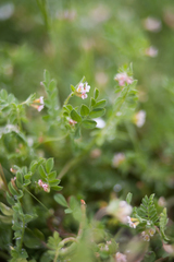 Ornithopus perpusillus