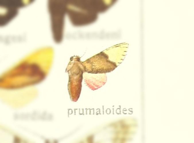 Scaptius prumaloides