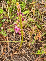 Dipodium campanulatum