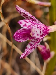 Dipodium campanulatum
