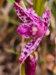 Dipodium campanulatum