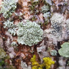 Physcia leptalea