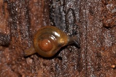 Sigaloeista