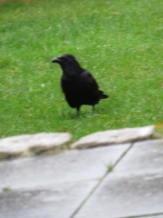 Corvus corone