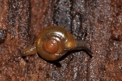 Sigaloeista