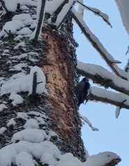 Picoides tridactylus