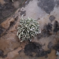 Ramalina siliquosa