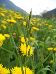 Bromus hordeaceus hordeaceus