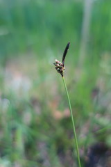 Carex ericetorum