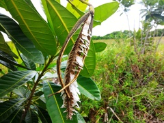 Tabebuia cassinoides