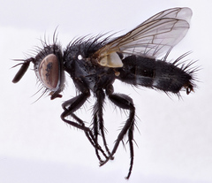 Staurochaeta albocingulata