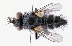 Staurochaeta albocingulata