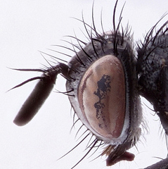 Staurochaeta albocingulata