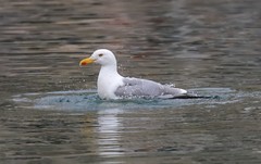 Larus michahellis