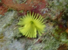 Notaulax occidentalis image