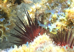 Echinometra lucunter