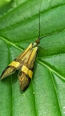 Nemophora degeerella