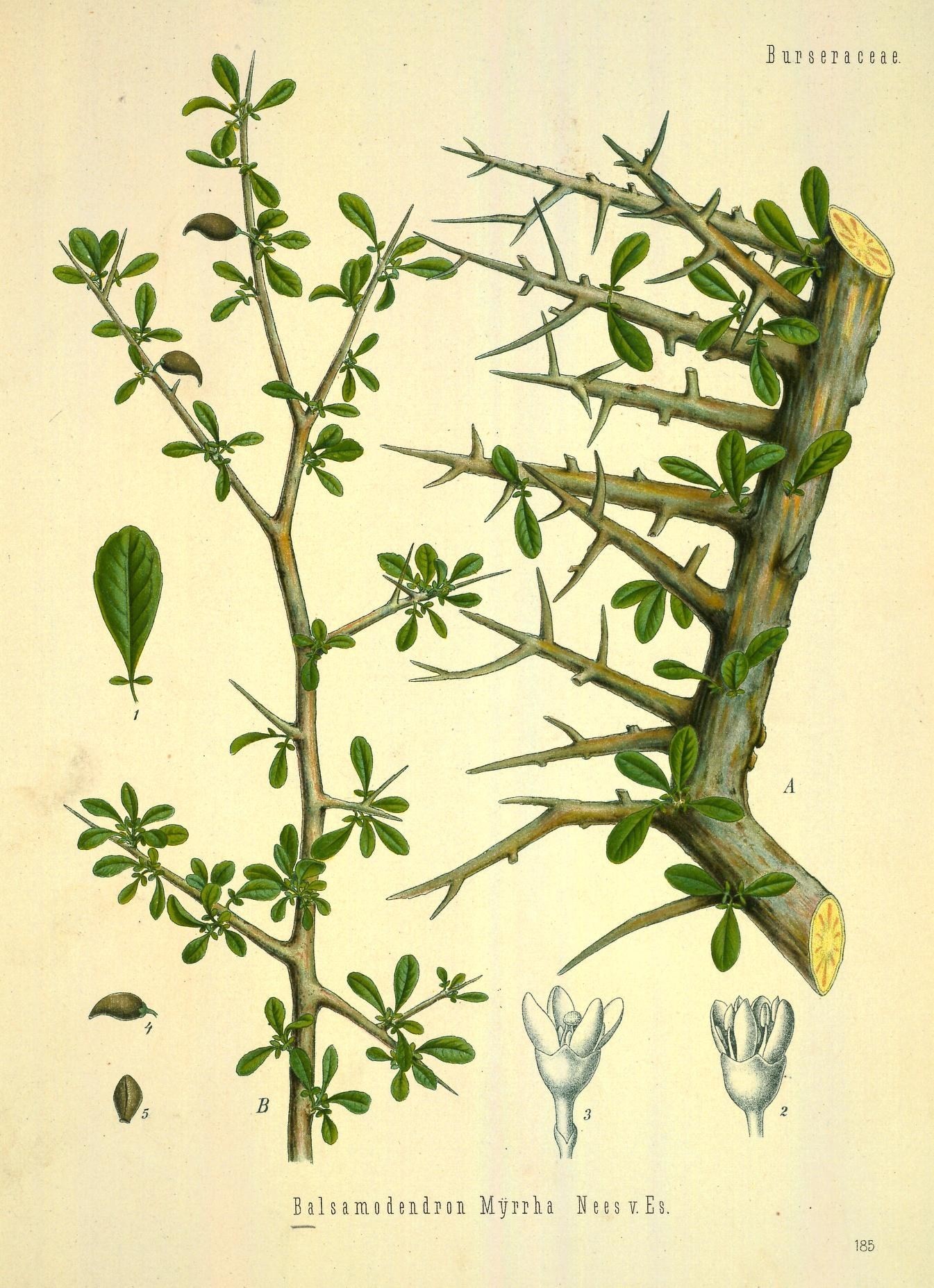 Common Myrrh (Commiphora myrrha)  iNaturalist