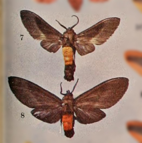 Himerarctia griseipennis