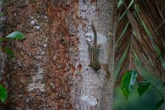 Tamiops mcclellandii