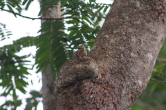 Tamiops mcclellandii