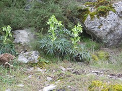 Ulex parviflorus parviflorus