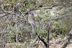 Pachycephala inornata