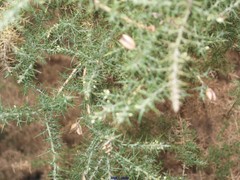 Ulex parviflorus parviflorus