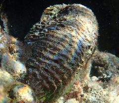 Pseudodiploria