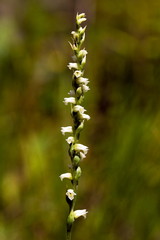 Spiranthes casei casei