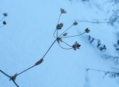 Bupleurum multinerve