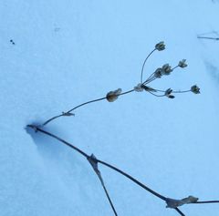 Bupleurum multinerve