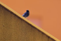 Phoenicurus ochruros