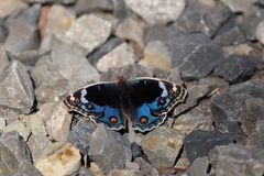 Junonia orithya here