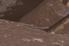 Cryptoblepharus pulcher pulcher