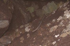 Cryptoblepharus pulcher pulcher