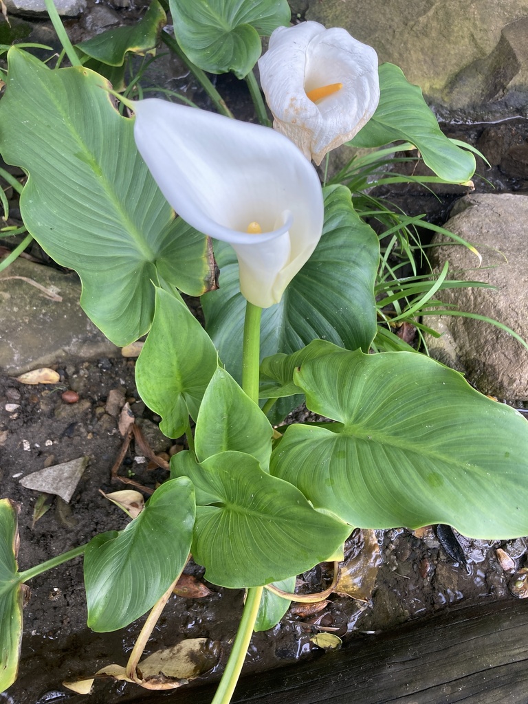 calla lily from Incarha Drive, Morgan Bay, EC, ZA on December 30, 2021 ...
