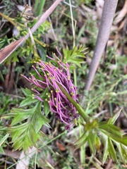 Grevillea acanthifolia