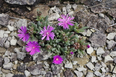 Delosperma basuticum