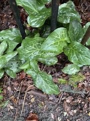 Arum italicum italicum